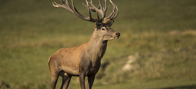 deer park, Dorset